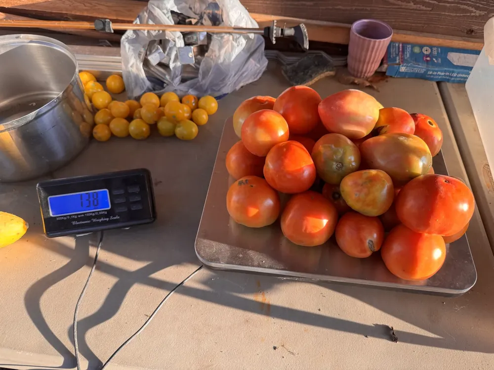 Tomatoes on a scale being weighed and tracked